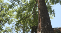 Denver woman struck by lightning after it hits tree in front of her window