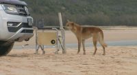 A dingo has been stabbed on K'Gari in Queensland after the animal bit a nine-year-old boy.
