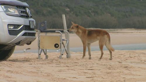 A dingo has been stabbed on K'Gari in Queensland after the animal bit a nine-year-old boy.