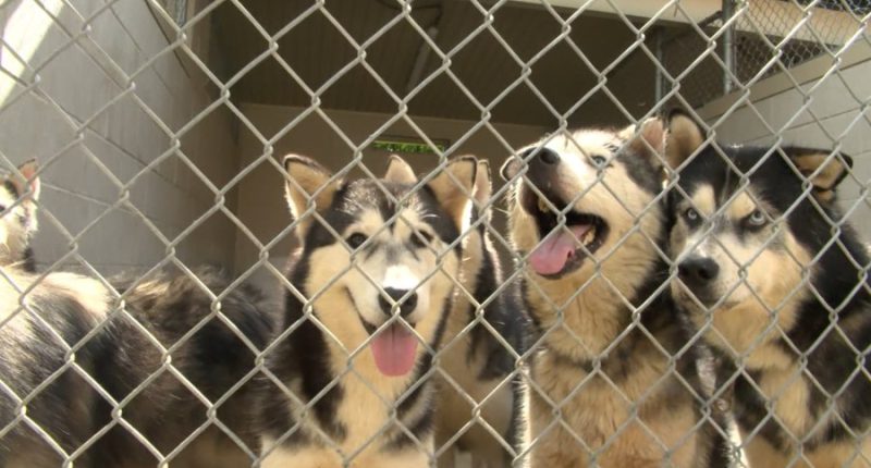 Elizabethton/Carter County Animal Shelter 'over capacity' after hoarding situations