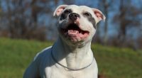 Essex Files: Trooper’s Triumph - Dog Inspires Florida’s New Law to Protect Pets in Disasters