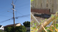 Exploding birds plague Richmond, California neighborhood; Pacific Gas and Electric Company says deaths likely not electrocution