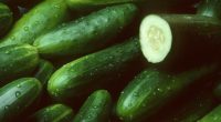 FDA recalls cucumbers due to multistate Salmonella outbreak sickening over 20 people
