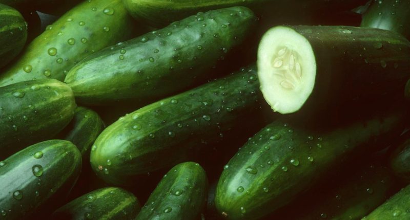 FDA recalls cucumbers due to multistate Salmonella outbreak sickening over 20 people