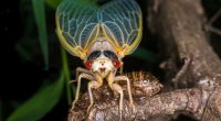 From backyard buzz to your plate? Meet summer’s most unexpected snack