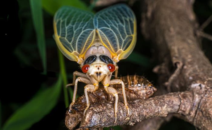 From backyard buzz to your plate? Meet summer’s most unexpected snack
