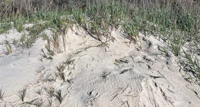 Georgia's first sea turtle nest of 2025 season confirmed
