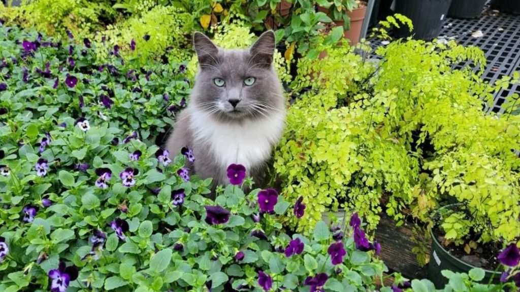 Hagan Ace Hardware cats safe after massive fire