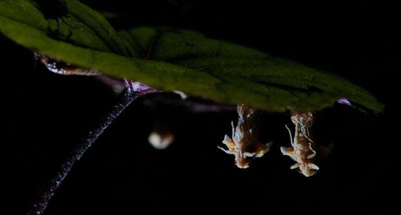 Has it been 17 years already? Get ready for screaming cicadas