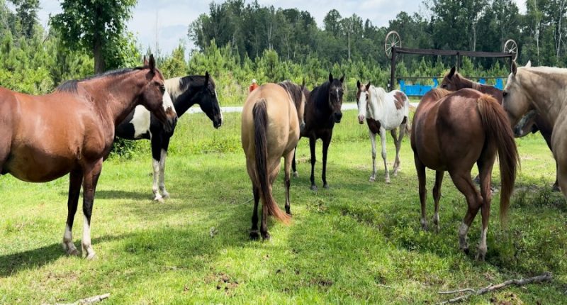 Horse Sanctuary asking for community help to stay afloat