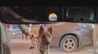 Inside Border Patrol’s first fentanyl-sniffing K-9 unit