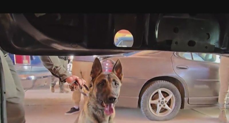 Inside Border Patrol’s first fentanyl-sniffing K-9 unit