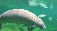 Judge orders steps to aid manatees in Indian River Lagoon