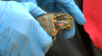 Kingsport Lions Club posthumously honors Bob Miller at 79th annual Turtle Derby