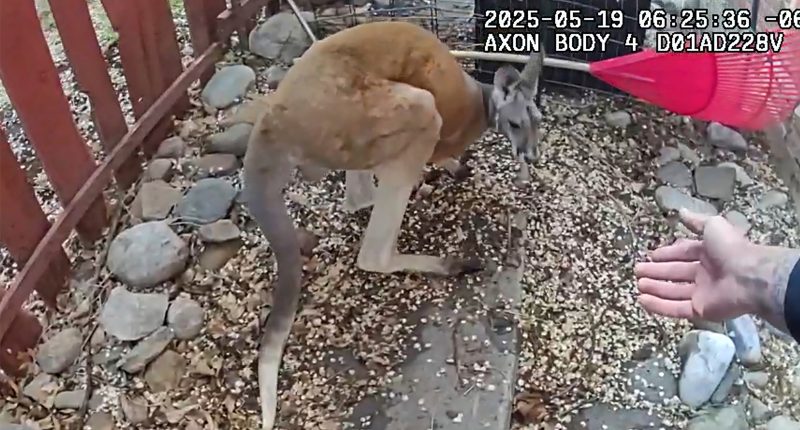 Loose pet kangaroo keeps police hopping - again - in Colorado