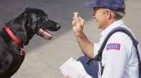 Los Angeles leads nation in dog attacks on postal workers