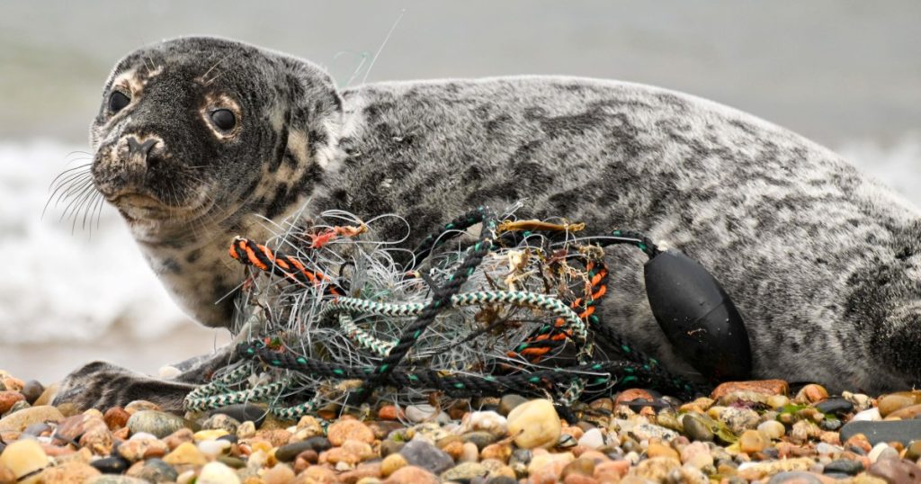Meet the New England team working to rescue the seals