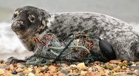 Meet the New England team working to rescue the seals 