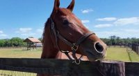 Ocala horse to take center stage at Kentucky Derby this weekend