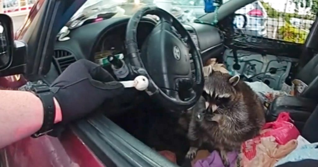 Ohio police find raccoon holding meth pipe during traffic stop