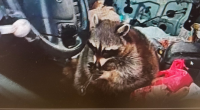 Ohio police find raccoon holding meth pipe to its mouth during arrest