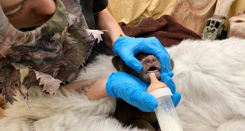 Orphaned cub finds comfort in a teddy bear and costumed caregivers