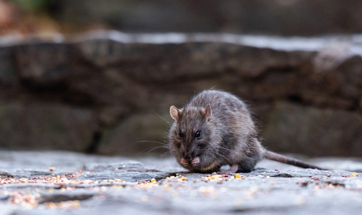 Parents arrested after rat found gnawing on blood-covered infant: South Carolina deputies