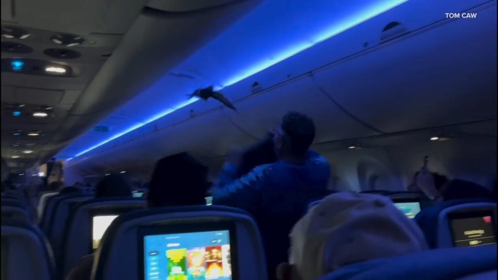 Pigeons boards Delta flight 2348 from Minneapolis-Saint Paul International Airport to Madison, Wisconsin, video shows