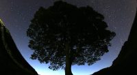 Prosecutor says Sycamore Gap tree cutters committed 'arboreal equivalent of mindless thuggery'