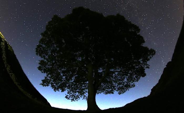 Prosecutor says Sycamore Gap tree cutters committed 'arboreal equivalent of mindless thuggery'