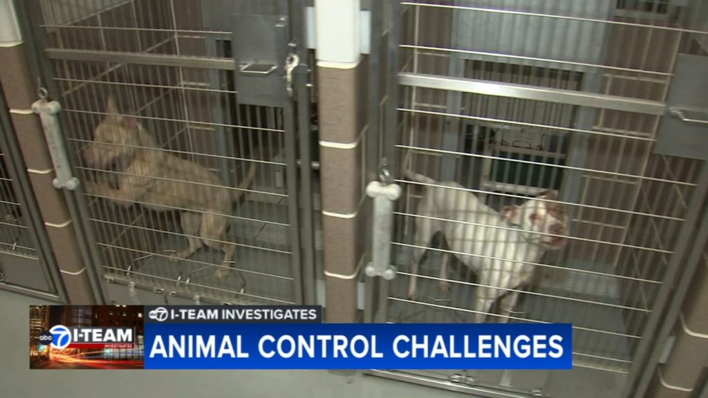 Reduced hours at Chicago Animal Care and Control shelter may be creating more work for Chicago Police Department