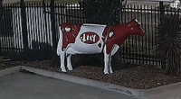 Rustlers steal $3500 fibreglass cow in Melbourne