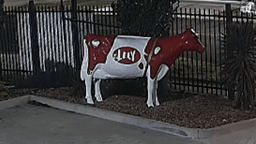 Rustlers steal $3500 fibreglass cow in Melbourne