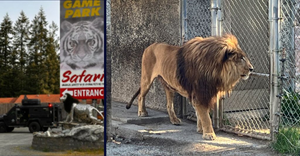 Safari owner arrested after drugs, sick animals found: Cops