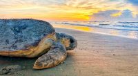Sea turtle nesting season could surge on Tybee - how you can help 
