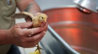 Shipment of thousands of chicks found abandoned in USPS truck now overwhelming an animal shelter