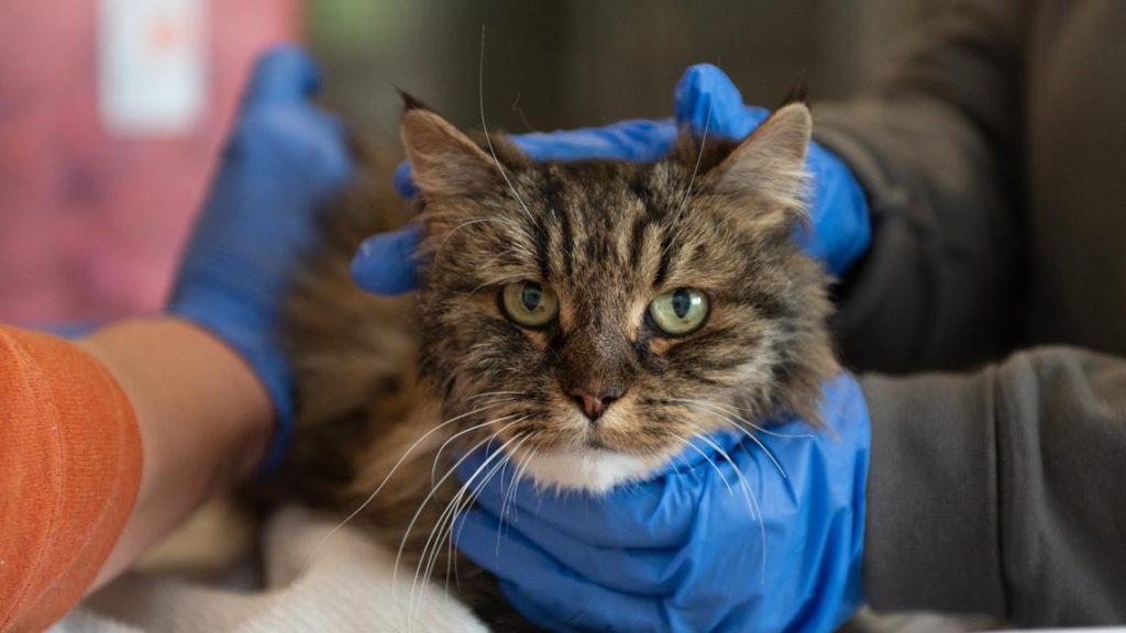 Tabby cat survives 380-foot fall in Utah
