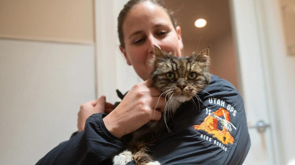 Tabby cat who survived 380-foot fall in Utah finds new home