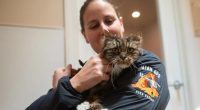 Tabby cat who survived 380-foot fall in Utah finds new home