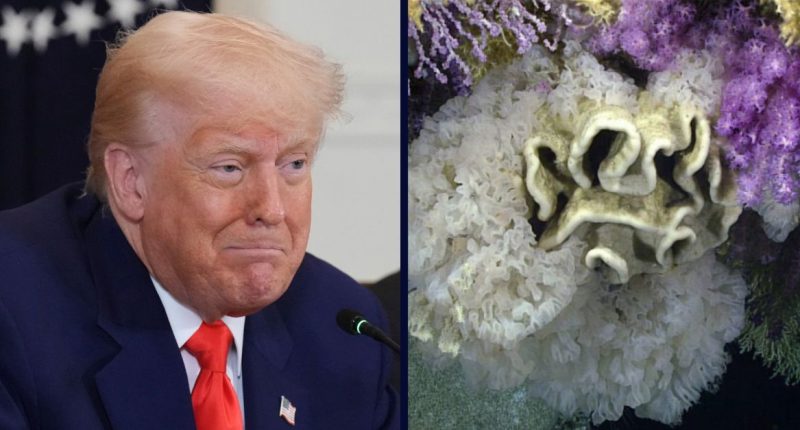 Trump admin sued for removing marine protections