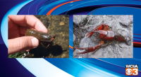 U of I researchers discover two new crayfish species, encourage conservation action