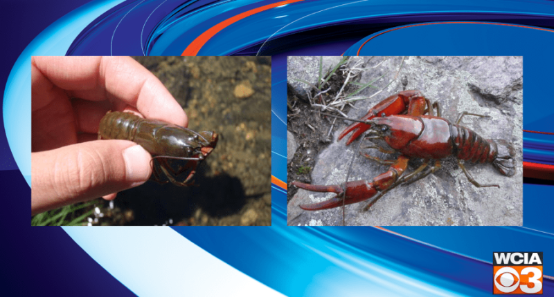 U of I researchers discover two new crayfish species, encourage conservation action
