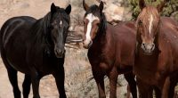 Want to adopt a wild horse or burro? Head to this ‘placement event’ in Marion County