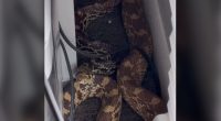 Watch: Man finds approx. 8-foot snake hiding in his Colorado office