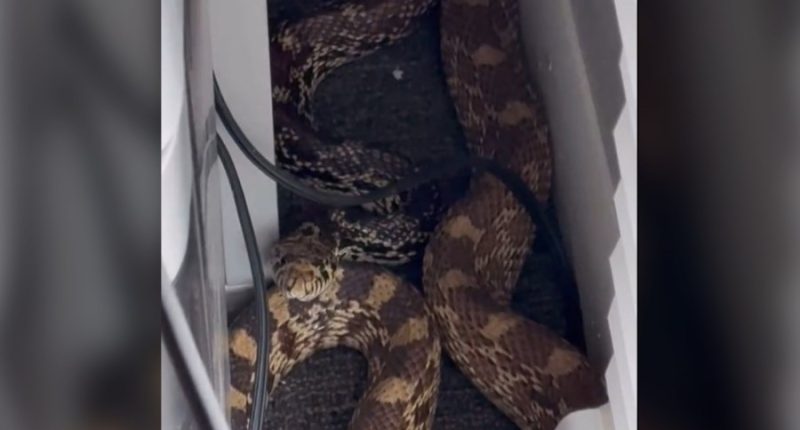 Watch: Man finds approx. 8-foot snake hiding in his Colorado office