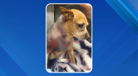 ‘Horrific’ New York City dog attack inspires legislation to hold owners accountable