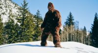 Bigfoot in a snowy mountain forest.