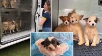 101 dogs living in packed, filthy conditions removed from North Carolina home