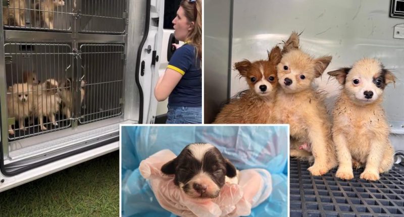 101 dogs living in packed, filthy conditions removed from North Carolina home