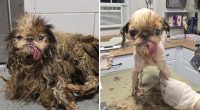 115 dogs found in Brooklyn hoarder home on the road to recovery with 'love and care' from animal rescuers